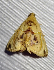 Eulepidotis osseata