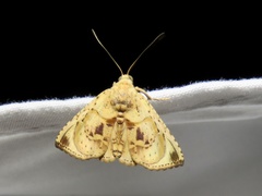 Eulepidotis osseata