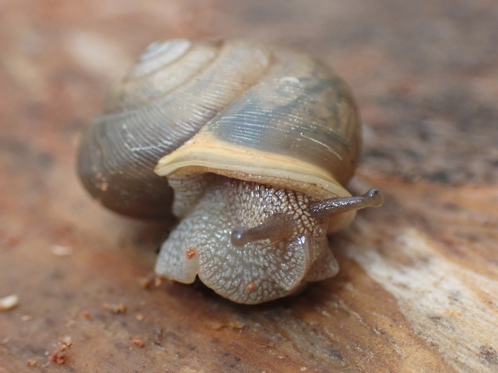 Common Land Snails and Slugs from Oklahoma, Oklahoma, United States on