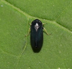 Limotettix anthracinus