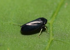 Limotettix anthracinus