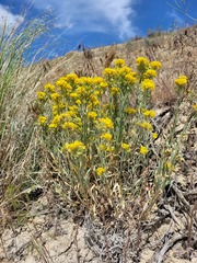 Physaria douglasii tuplashensis