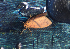 Miltochrista arcuata