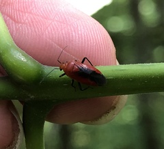 Tropidosteptes cardinalis