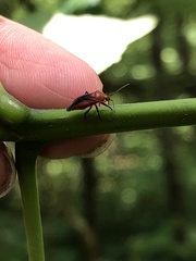 Tropidosteptes cardinalis