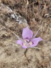 Calochortus macrocarpus macrocarpus