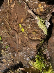 Gyrinophilus porphyriticus
