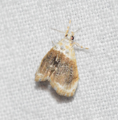 Lipocosmodes fuliginosalis