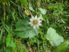 Passiflora pascoensis