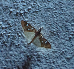 Cotachena pubescens