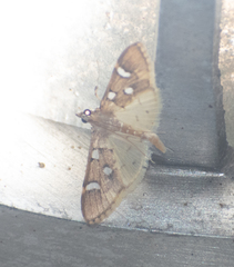 Cotachena pubescens
