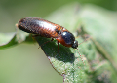 Ampedus brevis