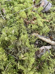 Hylocomium splendens image