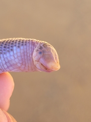 Leposternon microcephalum