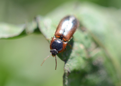 Ampedus brevis
