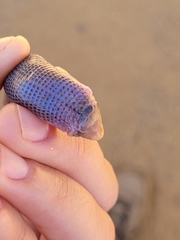 Leposternon microcephalum