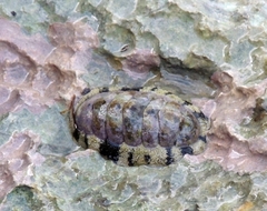 Acanthopleura granulata