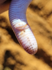 Leposternon microcephalum