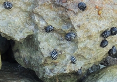 Nerita tessellata
