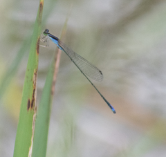 Aciagrion approximans