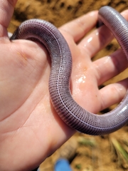 Leposternon microcephalum