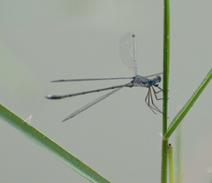 Lestes dorothea