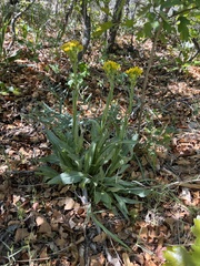 Senecio