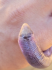 Leposternon microcephalum