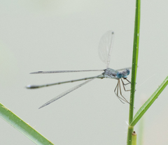 Lestes dorothea