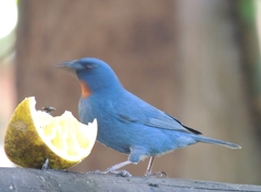 Euneornis campestris