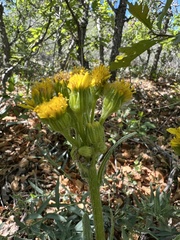 Senecio