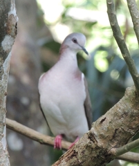 Leptotila jamaicensis