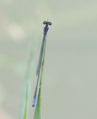Aciagrion approximans