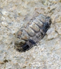 Acanthopleura granulata