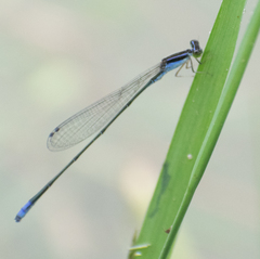Aciagrion approximans