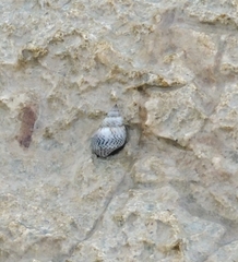 Echinolittorina aspera