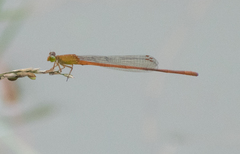 Ceriagrion rubiae