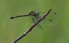 Hylaeothemis apicalis