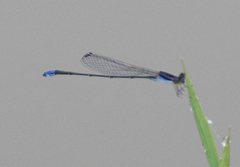 Aciagrion approximans
