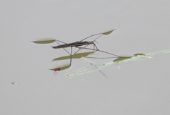 Cylindrostethus