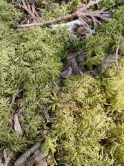 Hylocomium splendens image