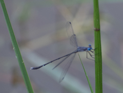 Lestes dorothea