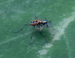 Cosmodela barmanica
