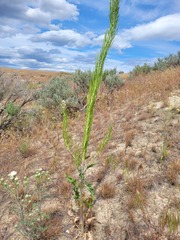 Thelypodium milleflorum