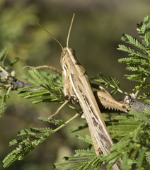 Schistocerca cancellata