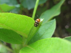 Cryptocephalus perelegans