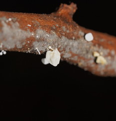 Physalacria australiensis