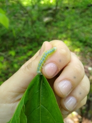 Lithophane querquera