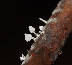 Physalacria australiensis