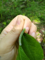 Lithophane querquera